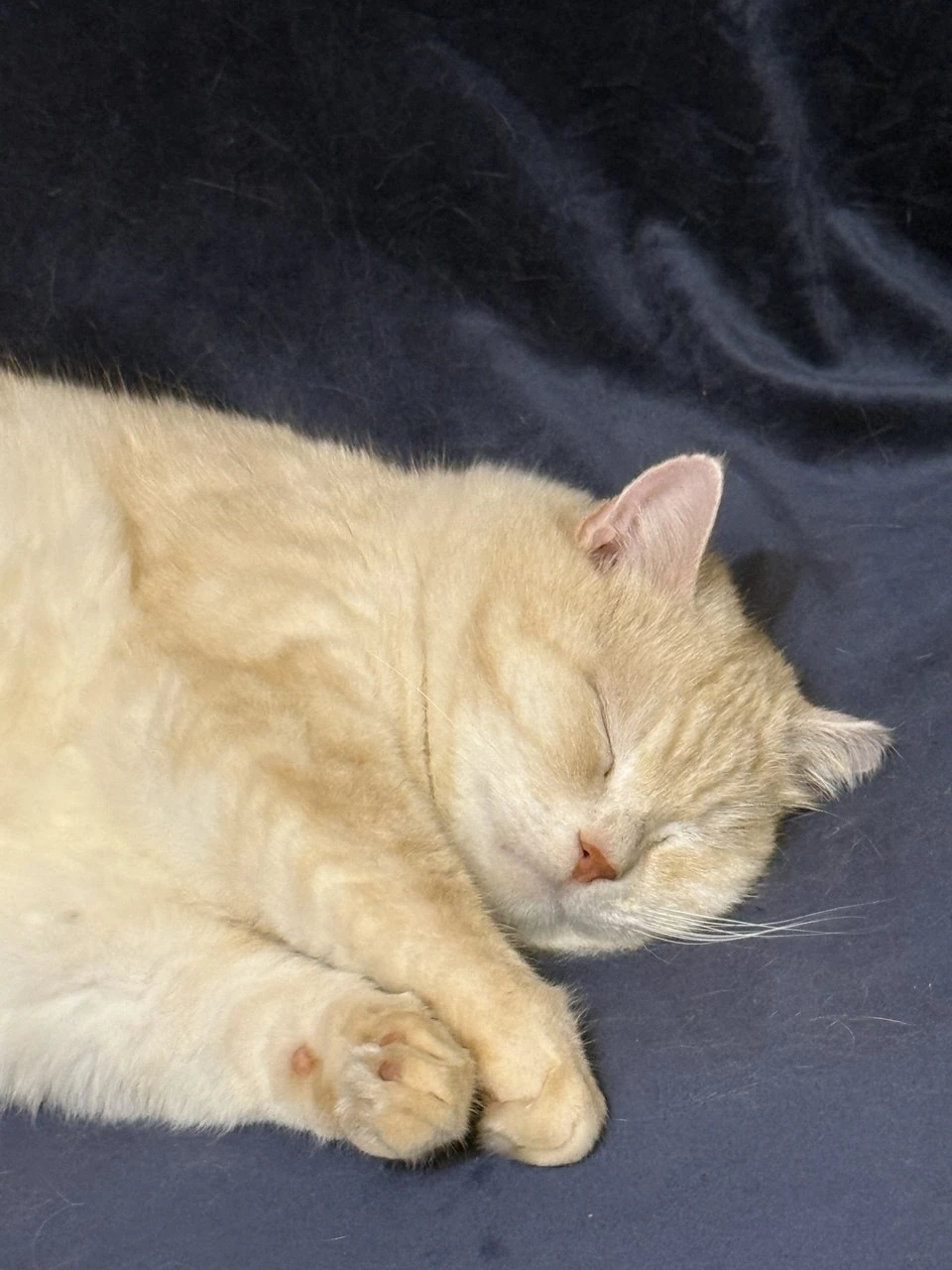 Звезда нашего канала Колобок засыпает после трудного рабочего дня😻