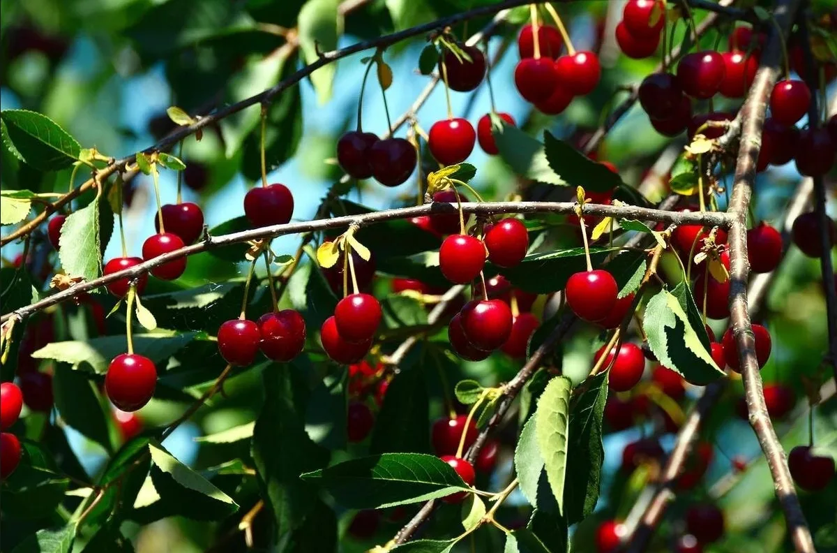 🍒 Плоды вишни трескаются? Главное — водный баланс

Резкие скачки влажности — основная причина. Посл