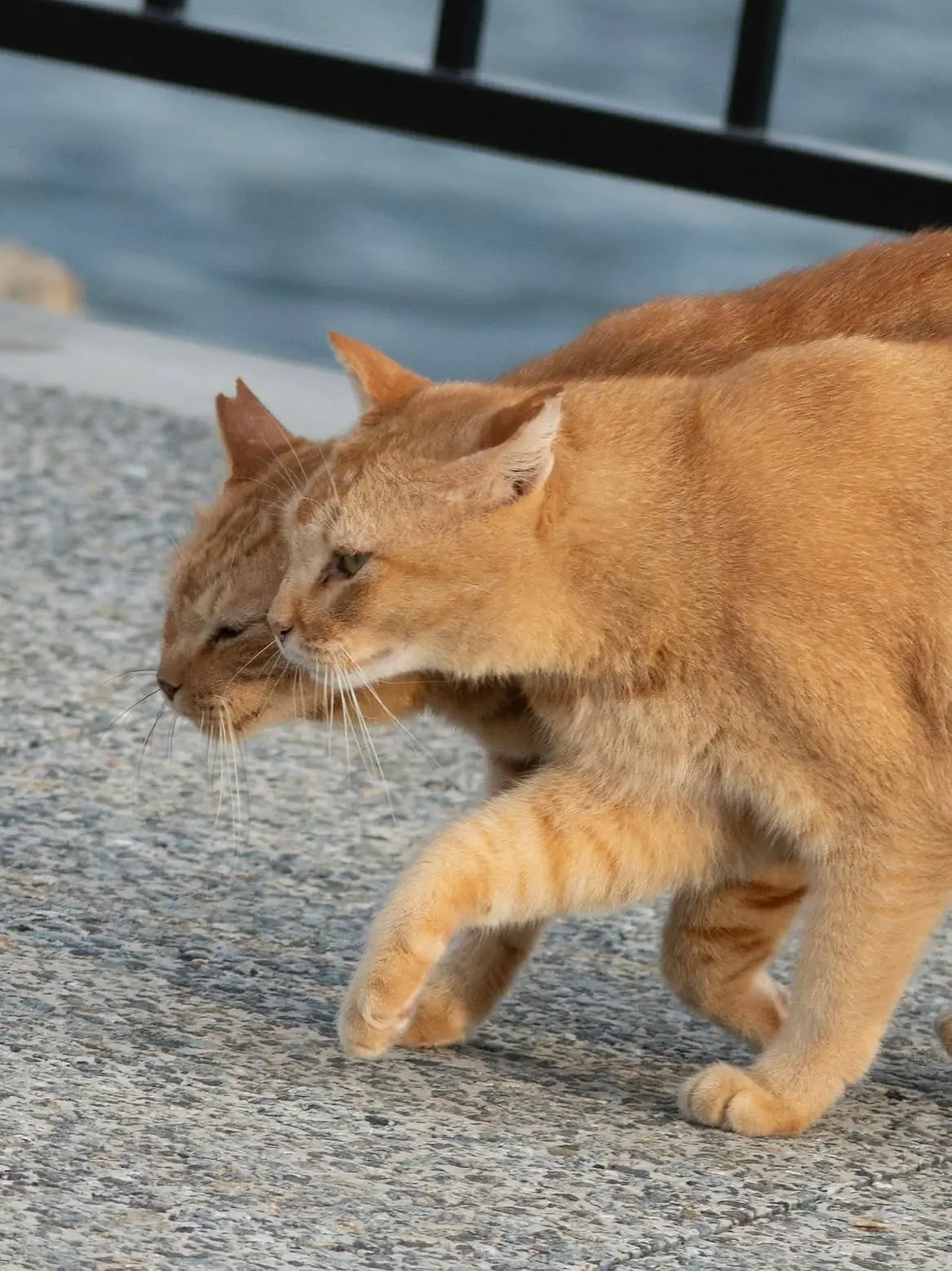Когда даже твоя тень рыжая и с усами 😹