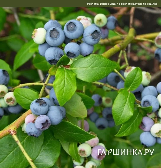 ГОЛУБИКА — ВЫБИРАЙ ЛУЧШИЕ СОРТА! 🫐