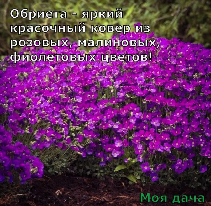 Обриета - яркий красочный ковер из розовых, малиновых, фиолетовых цветов 🌺

Цветение обильное и про