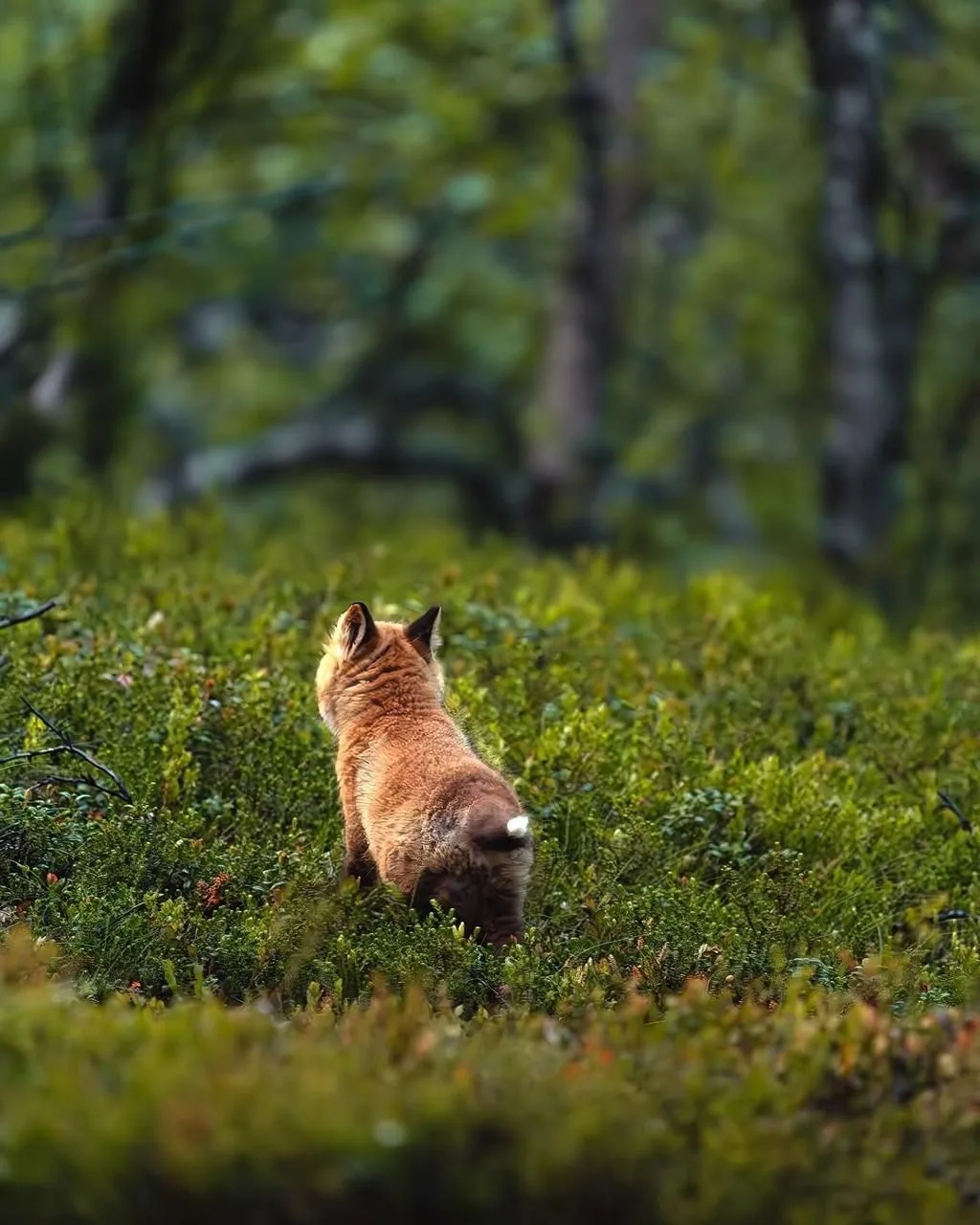 Смотрите какая жёпка. Идёт по своим лисьим делам 💔🦊