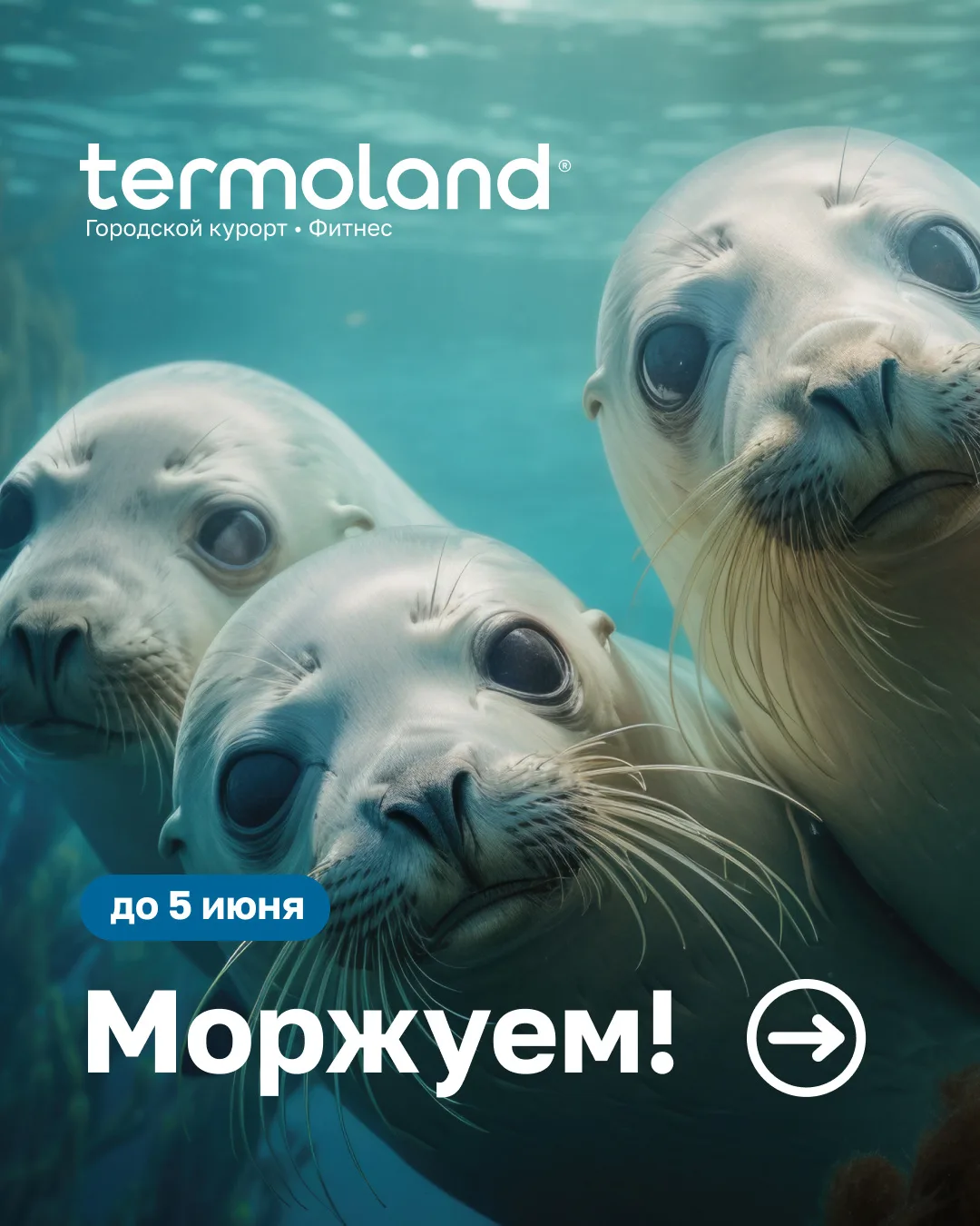 🦭 Дни моржевания в Termoland Красноярск — до 5 июня!