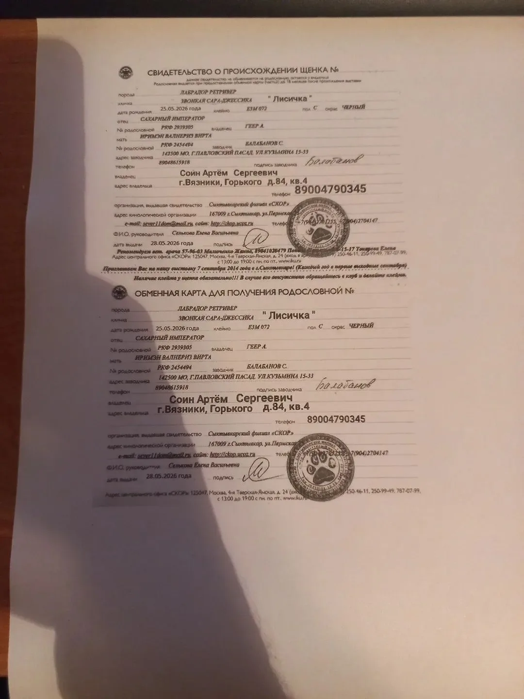 Пропала собачка щенок убежала три дня назад, Зовут Лисичка черного цвета Лобрадорчик