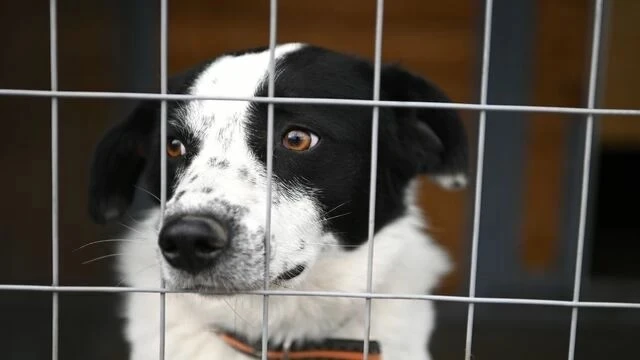 🐾 Второй приют для животных в Краснодаре планируют построить в хуторе Октябрьский