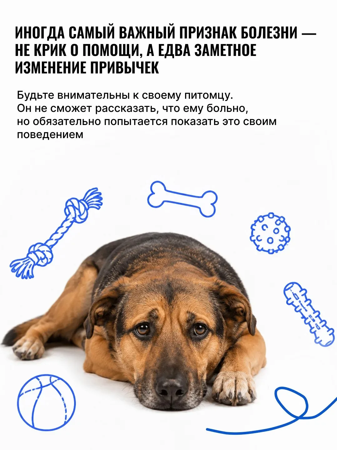 🐾  «Он просто стал спокойнее…», «Наверное, возраст…»

Именно так владельцы чаще всего объясняют изм