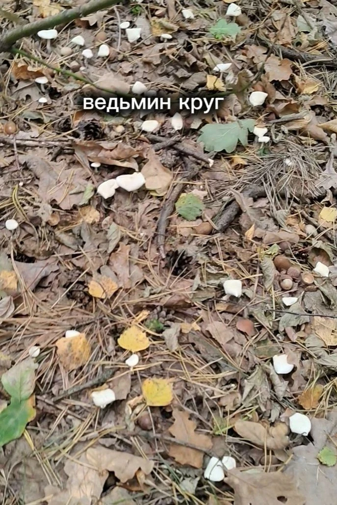 А вы видели такое в живую? Это завораживает