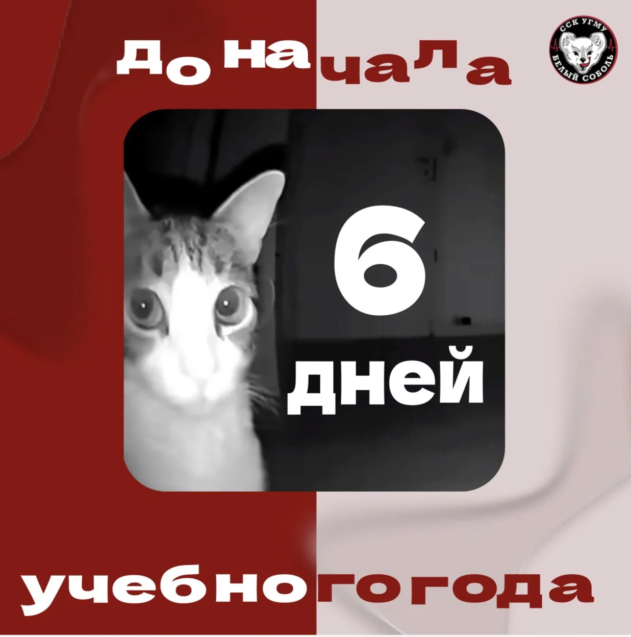 БЕЛЫЙ СОБОЛЬ: ПЕРЕЗАГРУЗКА ЗАВЕРШЕНА 🔥