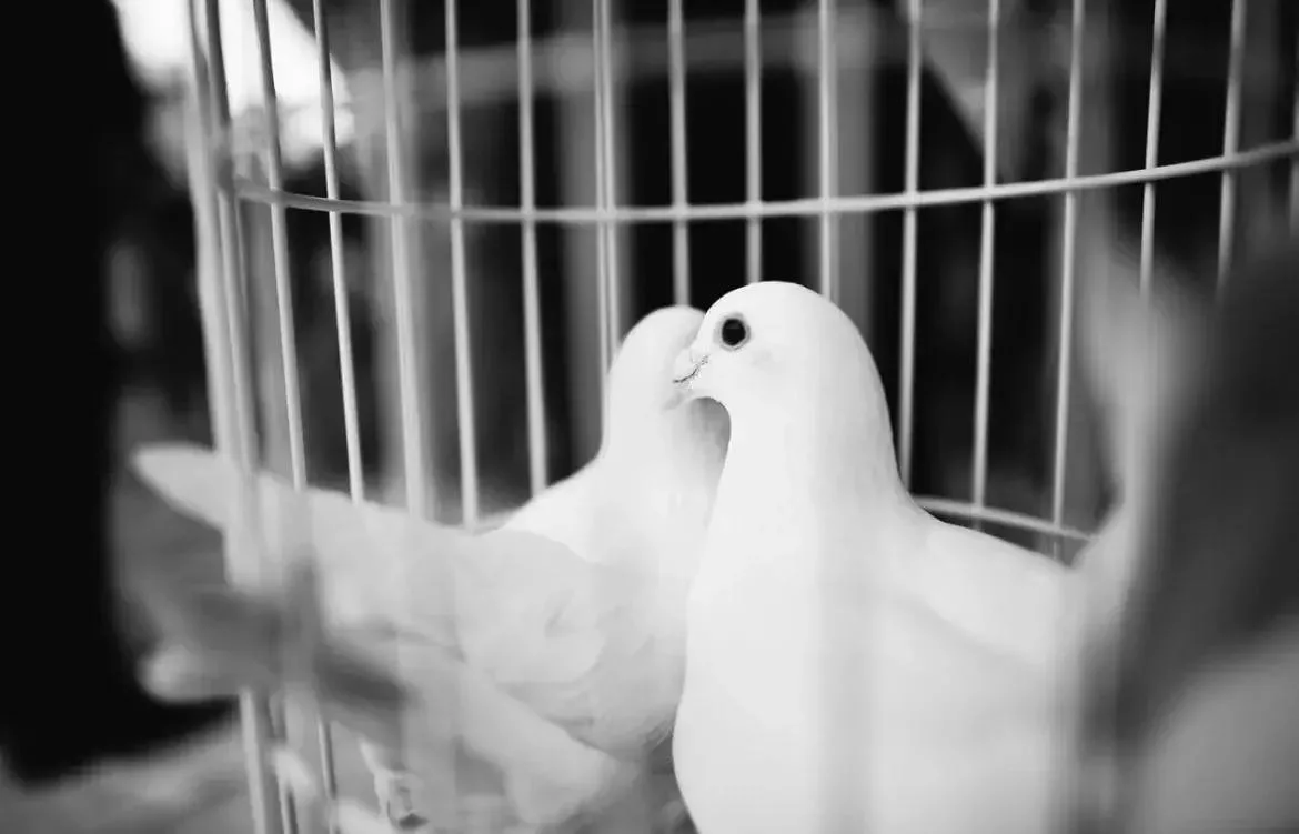Авито запретил в РФ объявления о «свадебных» голубях 🕊️. Обновлены правила в категория...