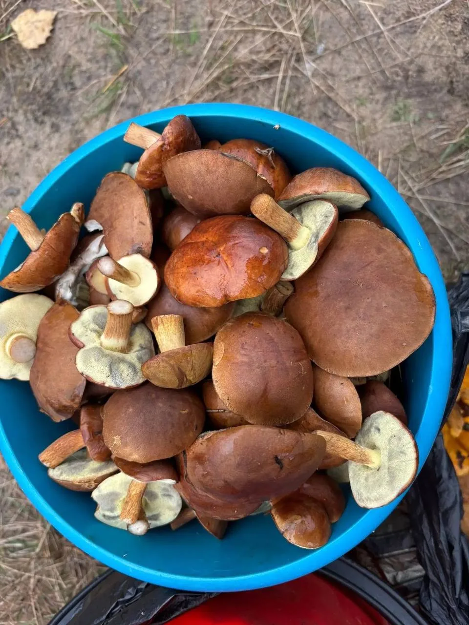 В Подмосковье началась вторая осенняя волна грибов 🍄‍🟫