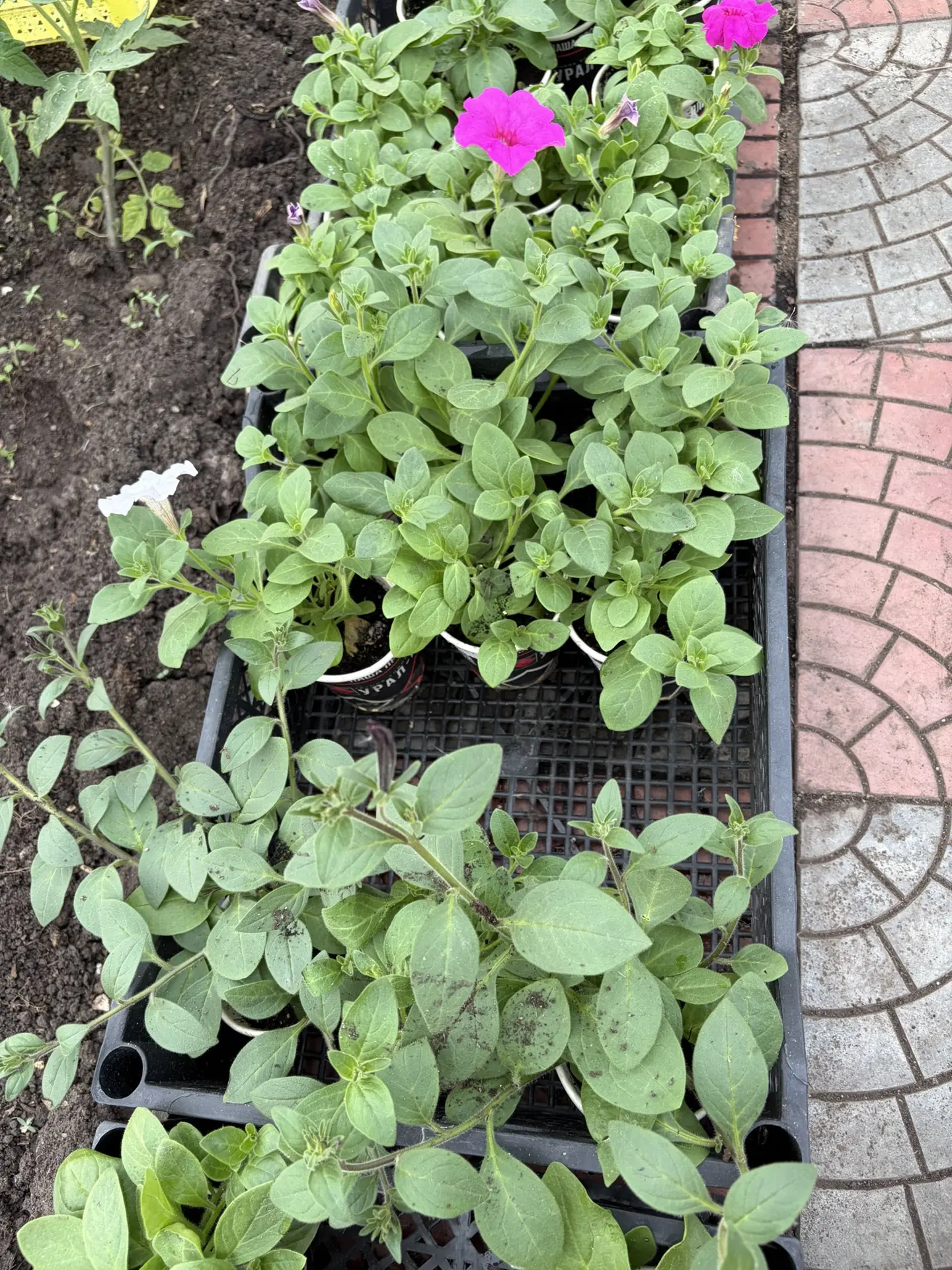 Продам рассаду сортовой петунии, одно растение на 15-20 литров объёма грунта. С 3 фото - фото прошлы