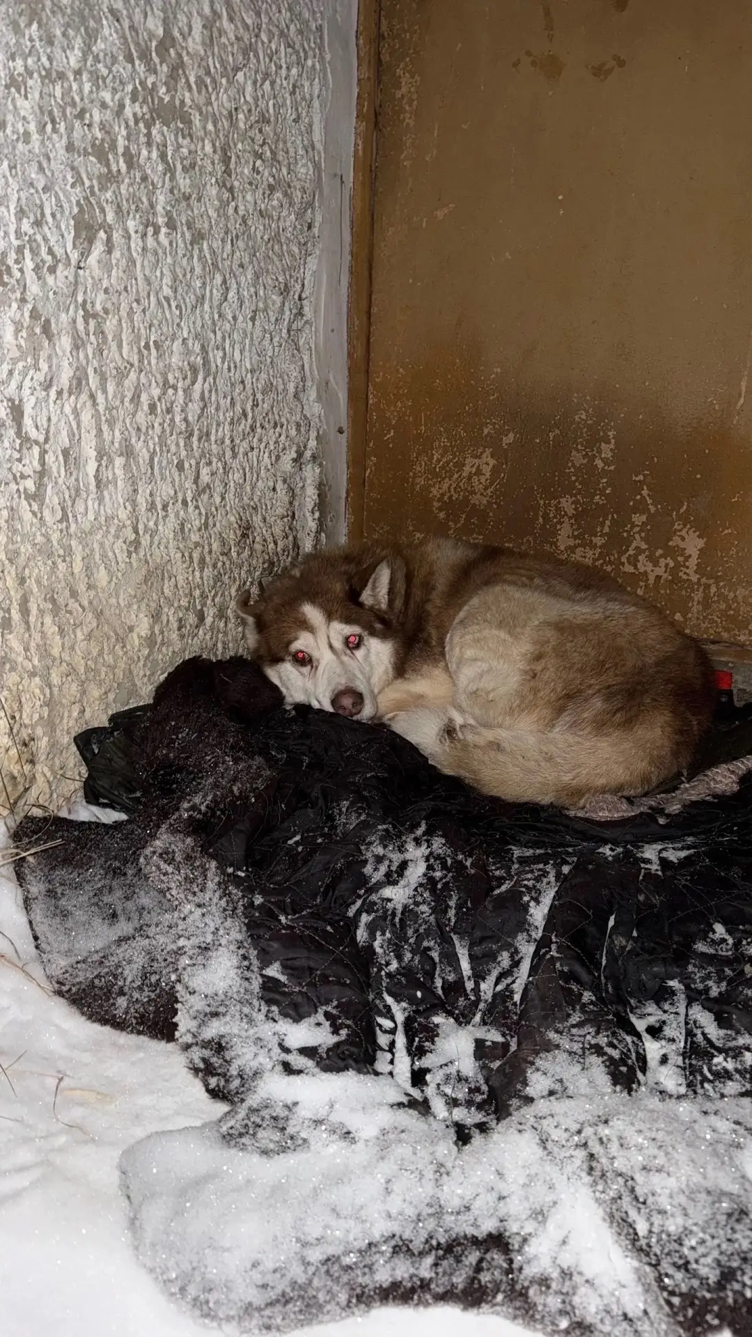 🆘 5 ЛЕТ НА УЛИЦЕ. САМЫЙ ПРЕДАННЫЙ ПЁС КРАСНОВИШЕРСКА УМИРАЕТ. 🆘