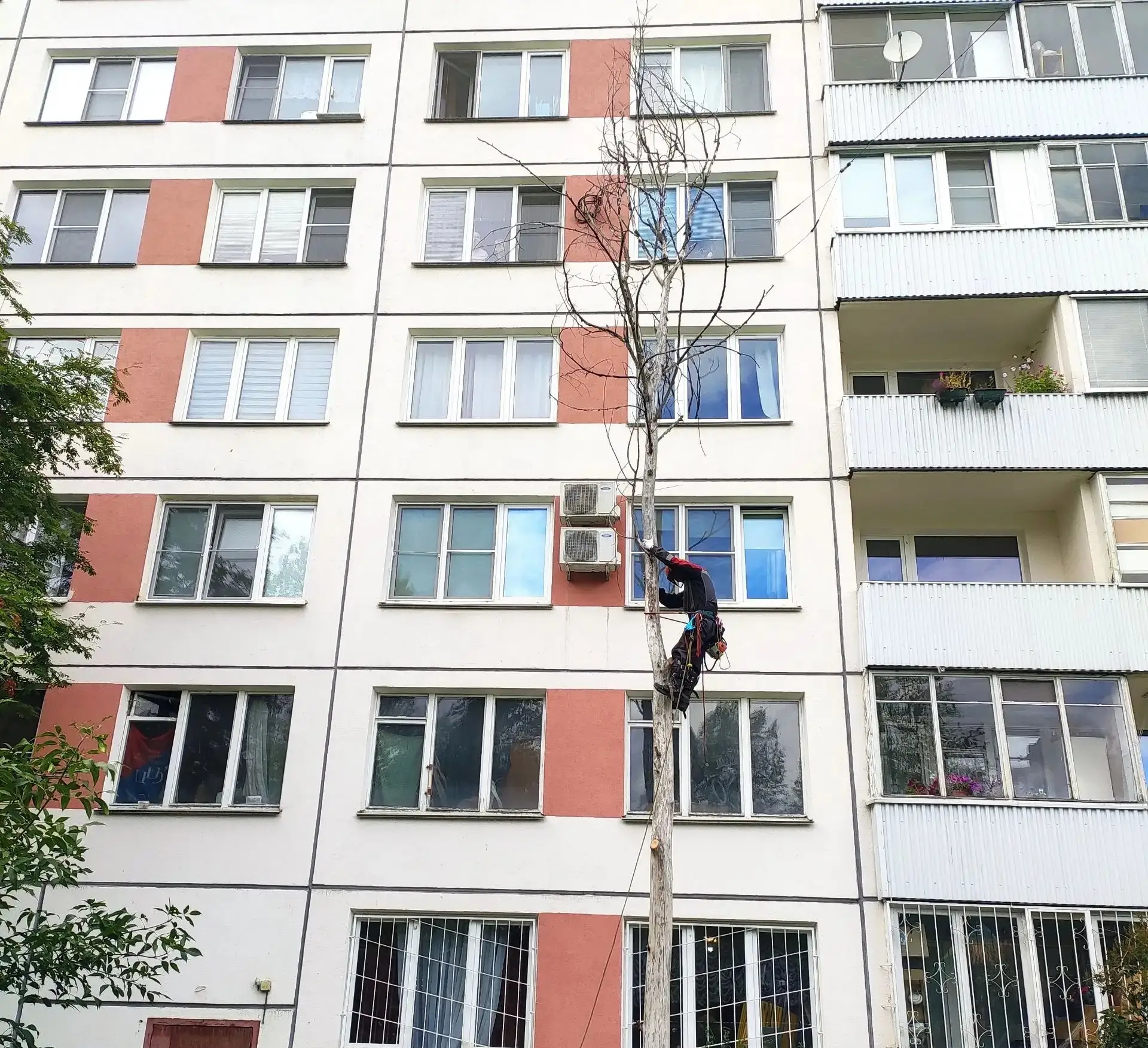 Когда дерево уже не даёт тени — оно начинает давать работу 🌳