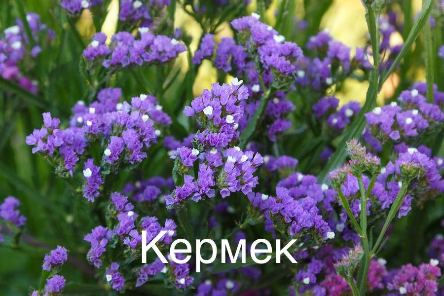 Изображение 4 к публикации «Сад-огород с Вероникой Поливкиной»