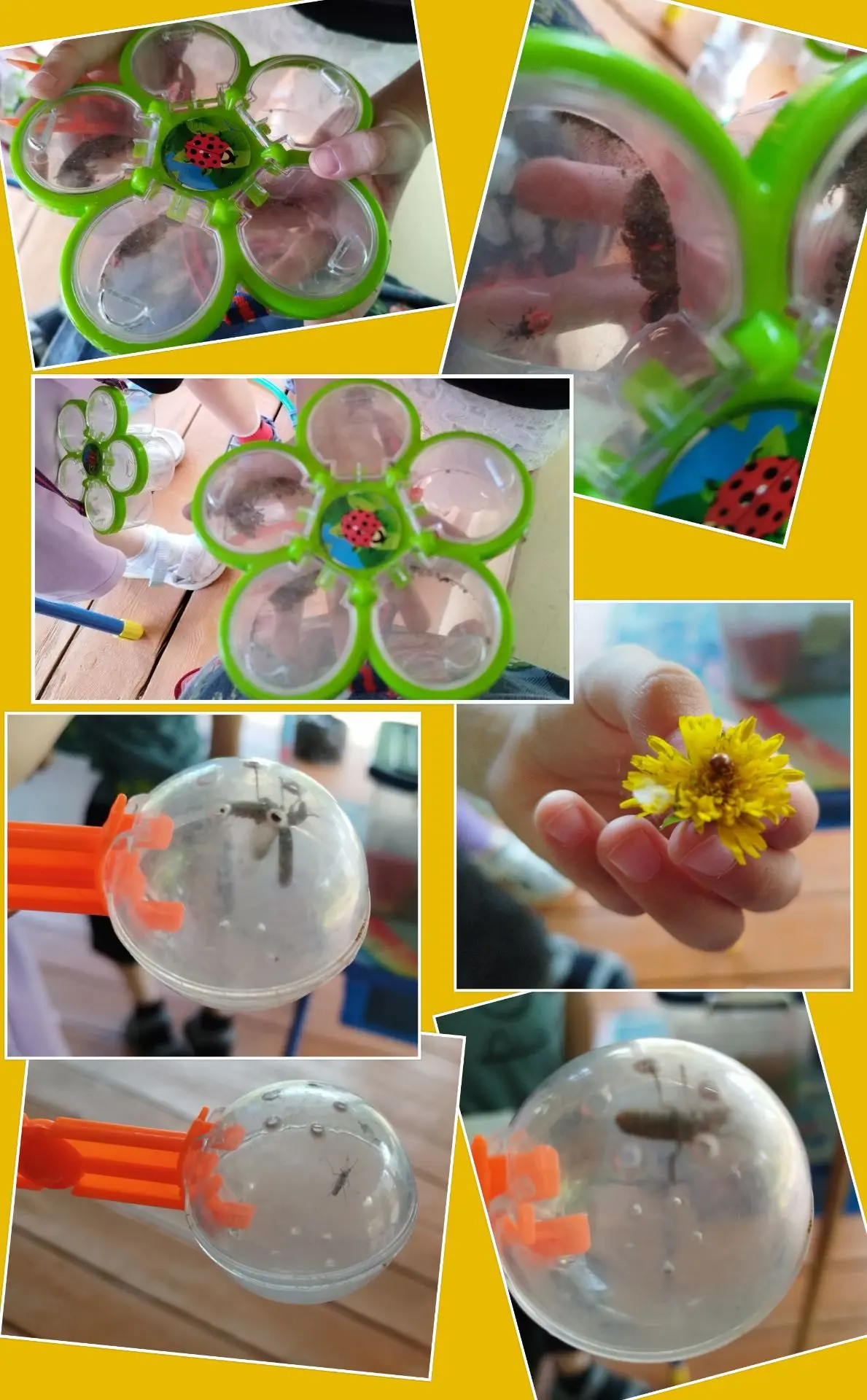 🐞 Маленькие исследователи: изучаем мир насекомых на прогулке! 🐝🐜

Прогулка в детском саду — это н