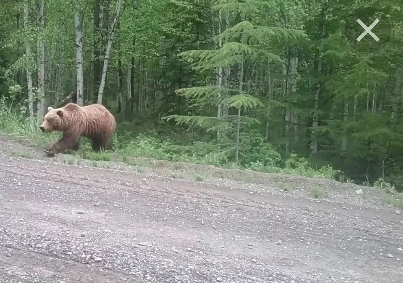 🐻 Медведь в Печетовском поселении: тревога в деревне 🐻