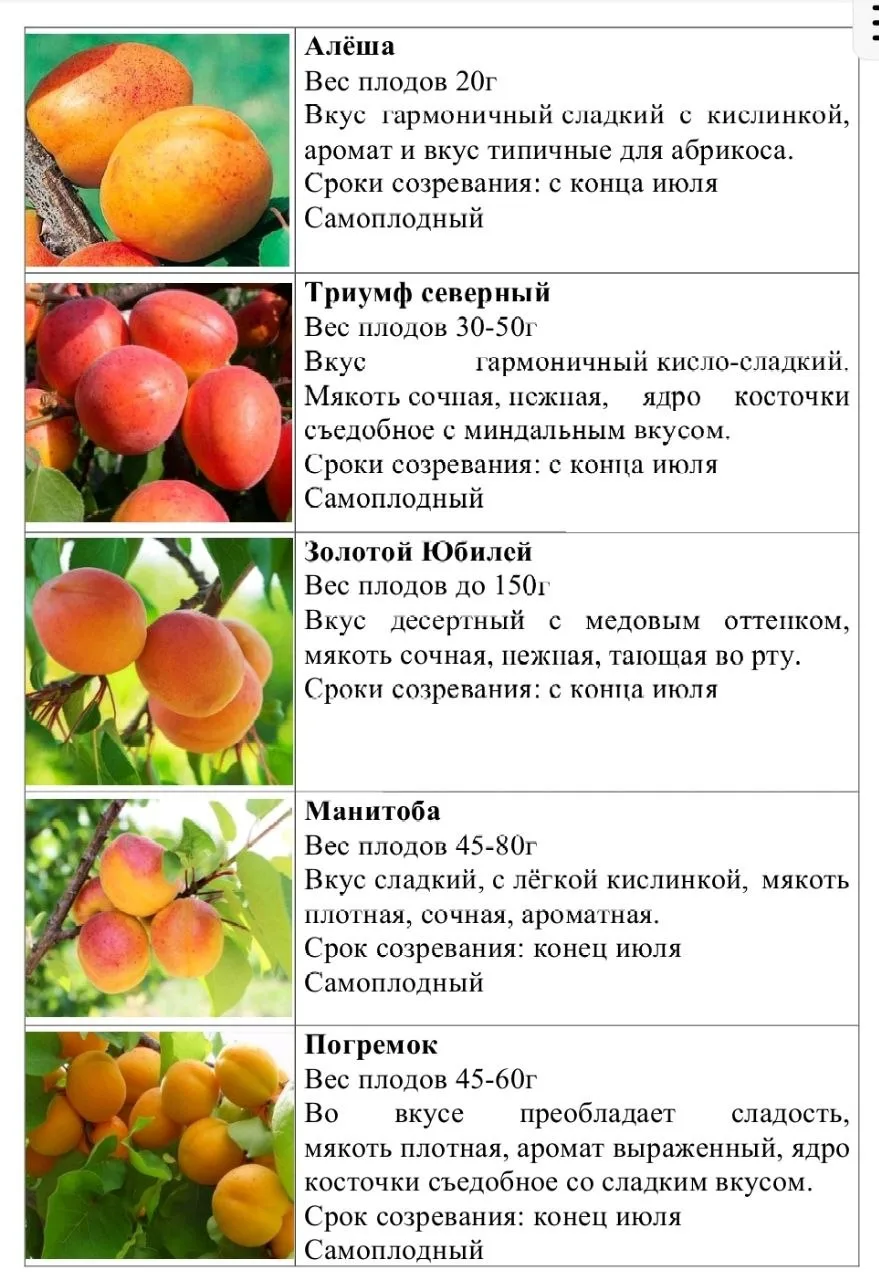 Совсем скоро зацветут абрикосы🌸🌸🌸