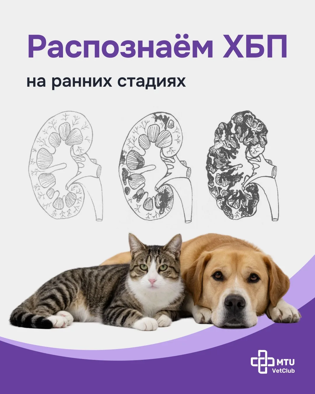 Хроническая болезнь почек: коротко о факторах риска и первичной диагностике
