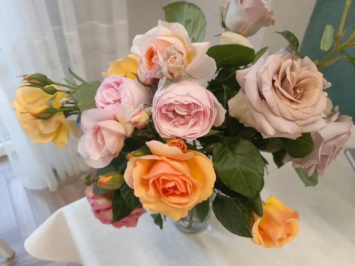 Как подкормить розы для пышного цветения 🌹💪