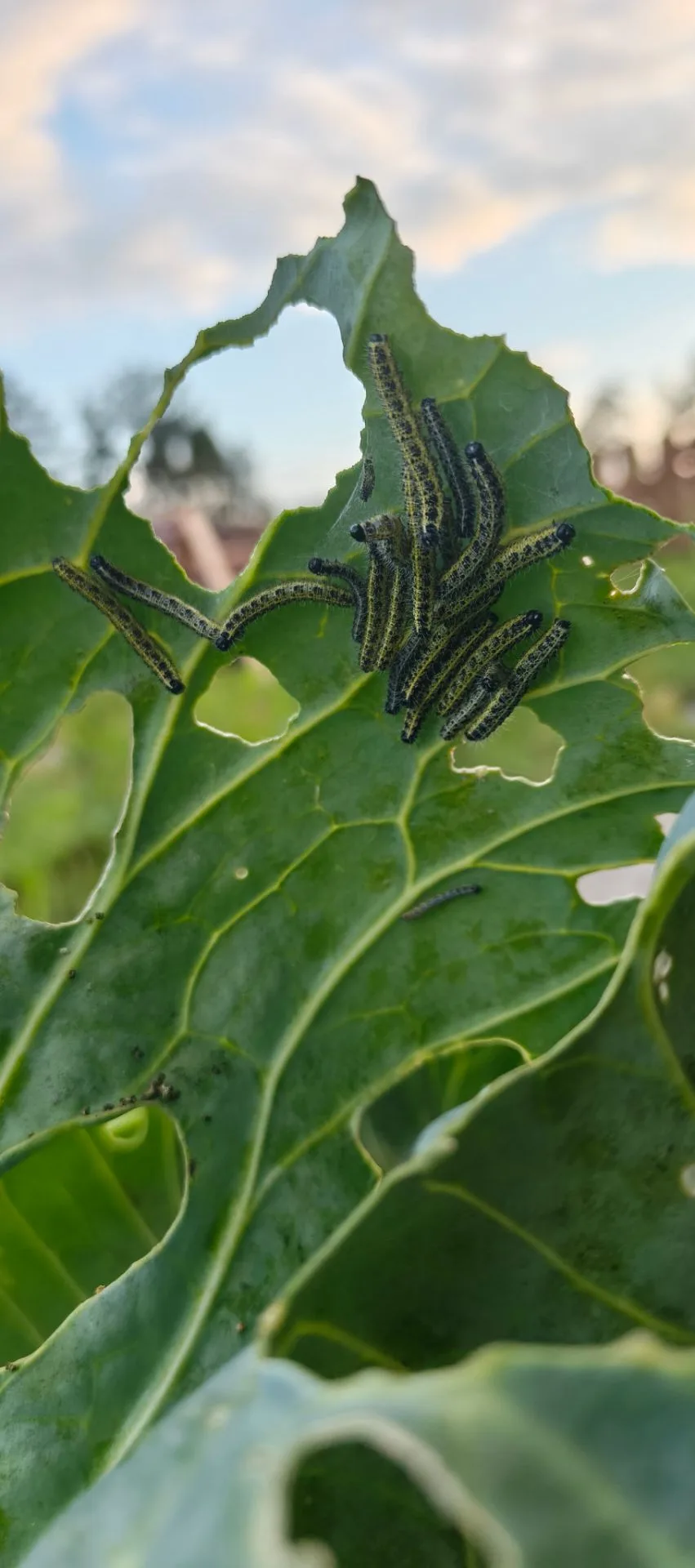 Когда решила проверить, как там поживает капуста... 🐛👀