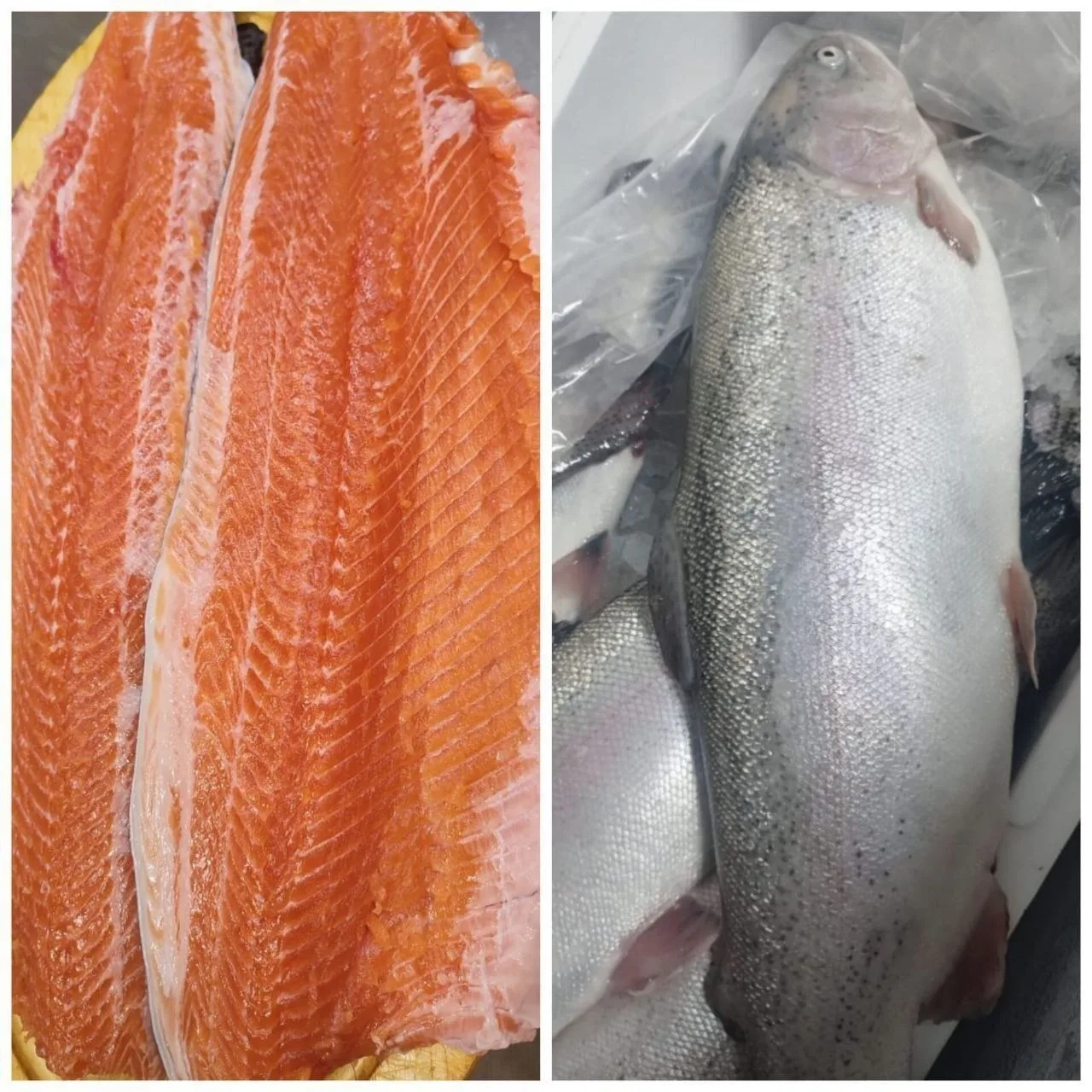 🐟 Сбор заказов на форель из Хакасии
✅ Поставка 16 июня
‼️ Бронируем, только под заказ! 

🐟  ФОРЕЛЬ