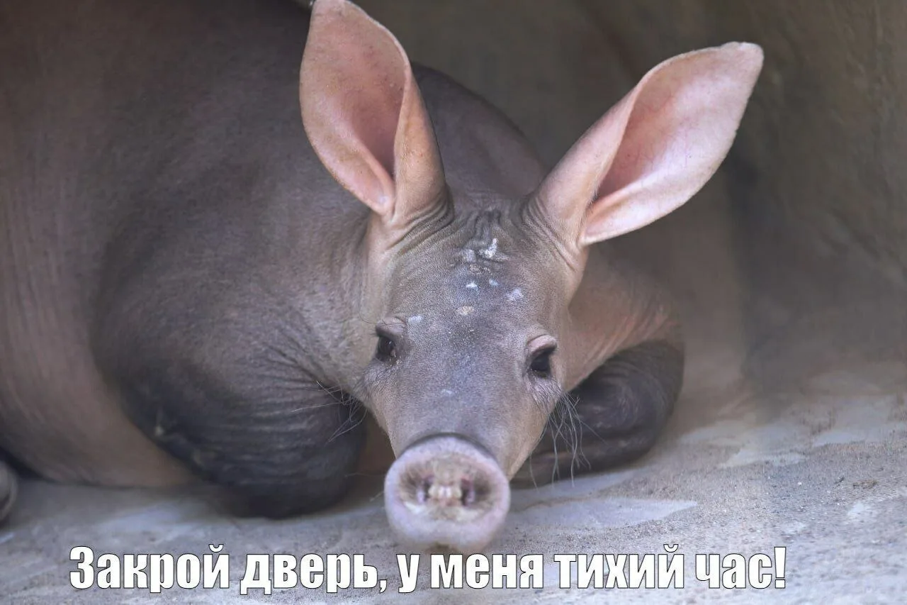 Ну и раз уж сегодня День нашего зоопарка, закончим весёлым постом с мемами о его обитателях, от реда