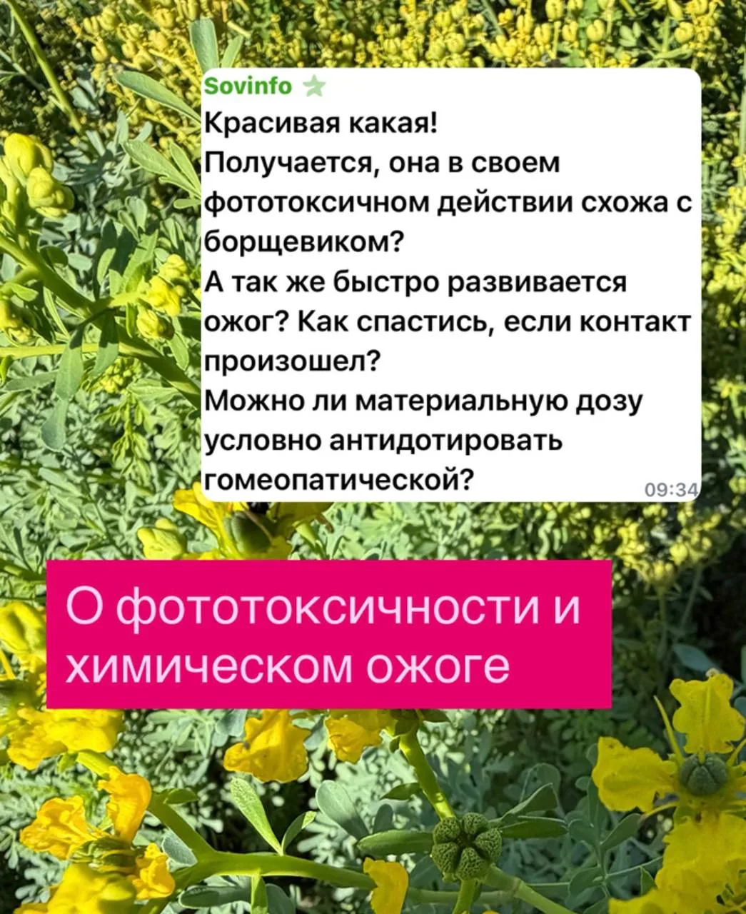 Сок руты (как и борщевика) содержит псоралены.