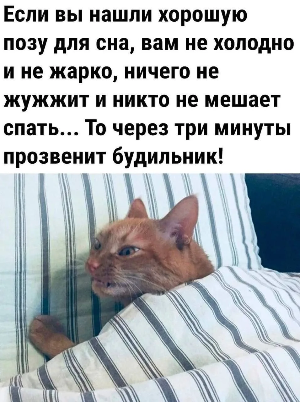 👉 Ёжка - Подписаться