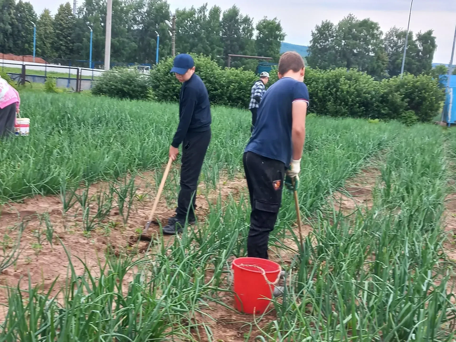 Мәктәбебез бакчасында суган, кызыл чөгендер, помидор, татлы борыч кебек яшелчә үстерүдә укучыларыбыз
