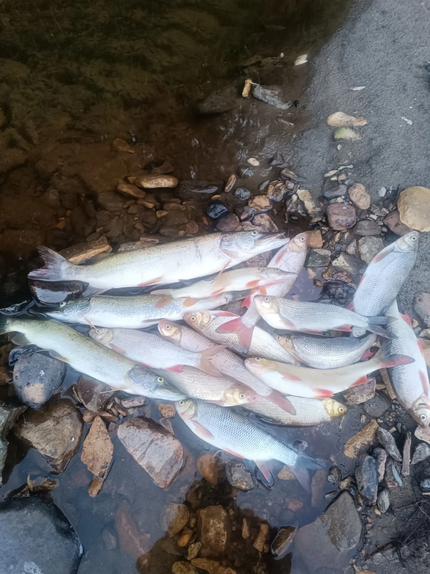 🐟 Улов от подписчика

Отличная рыбалка на реке Ижма! 👍

На этот раз удалось собрать очень достойны