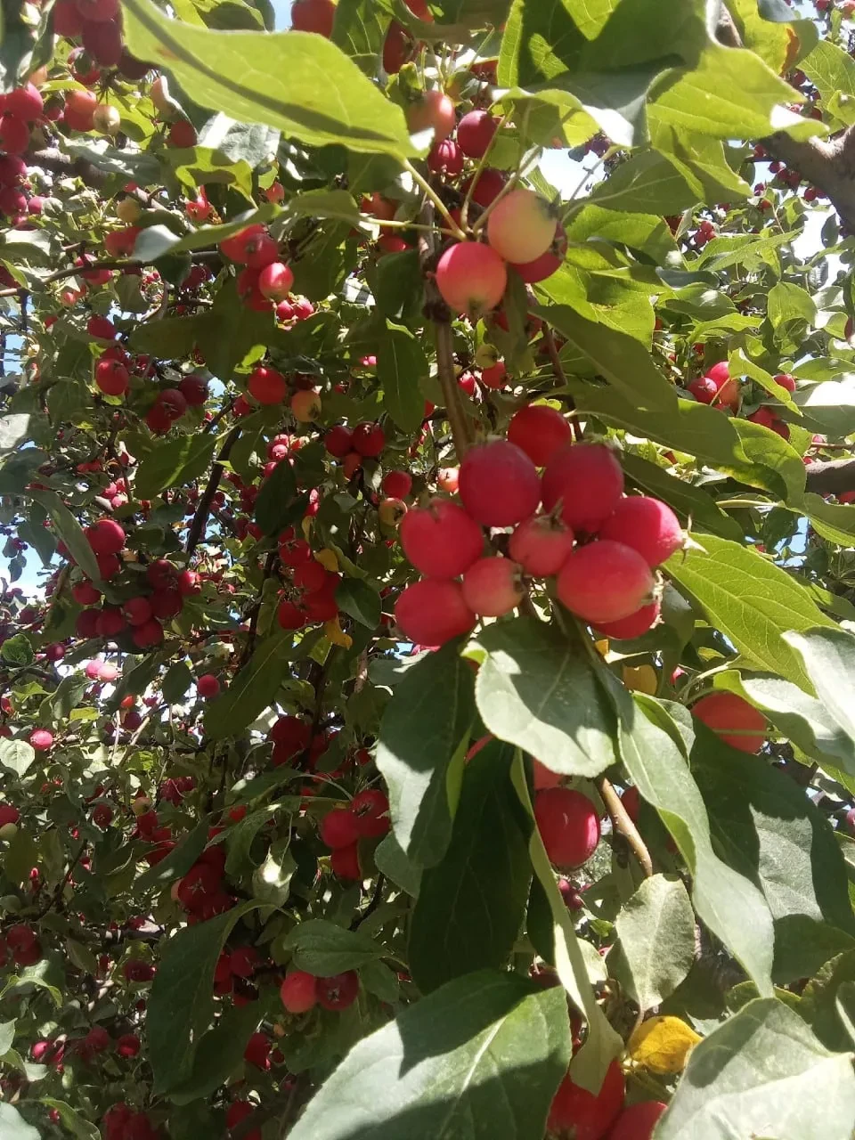 🍎На улице Шверника созрели райские яблочки