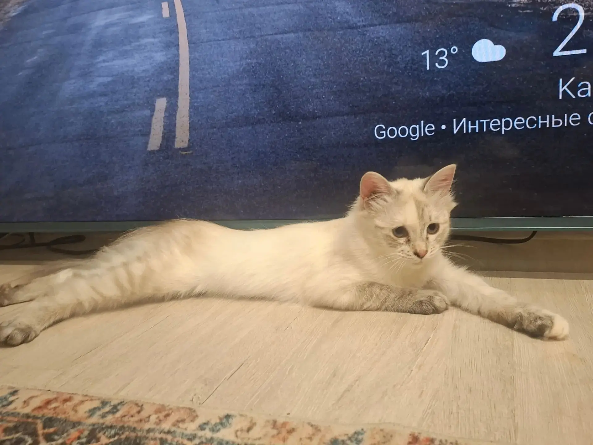 Кото-детки ищут своих хозяев, как и все были найдены на улице, больные и истощенные. Бр...