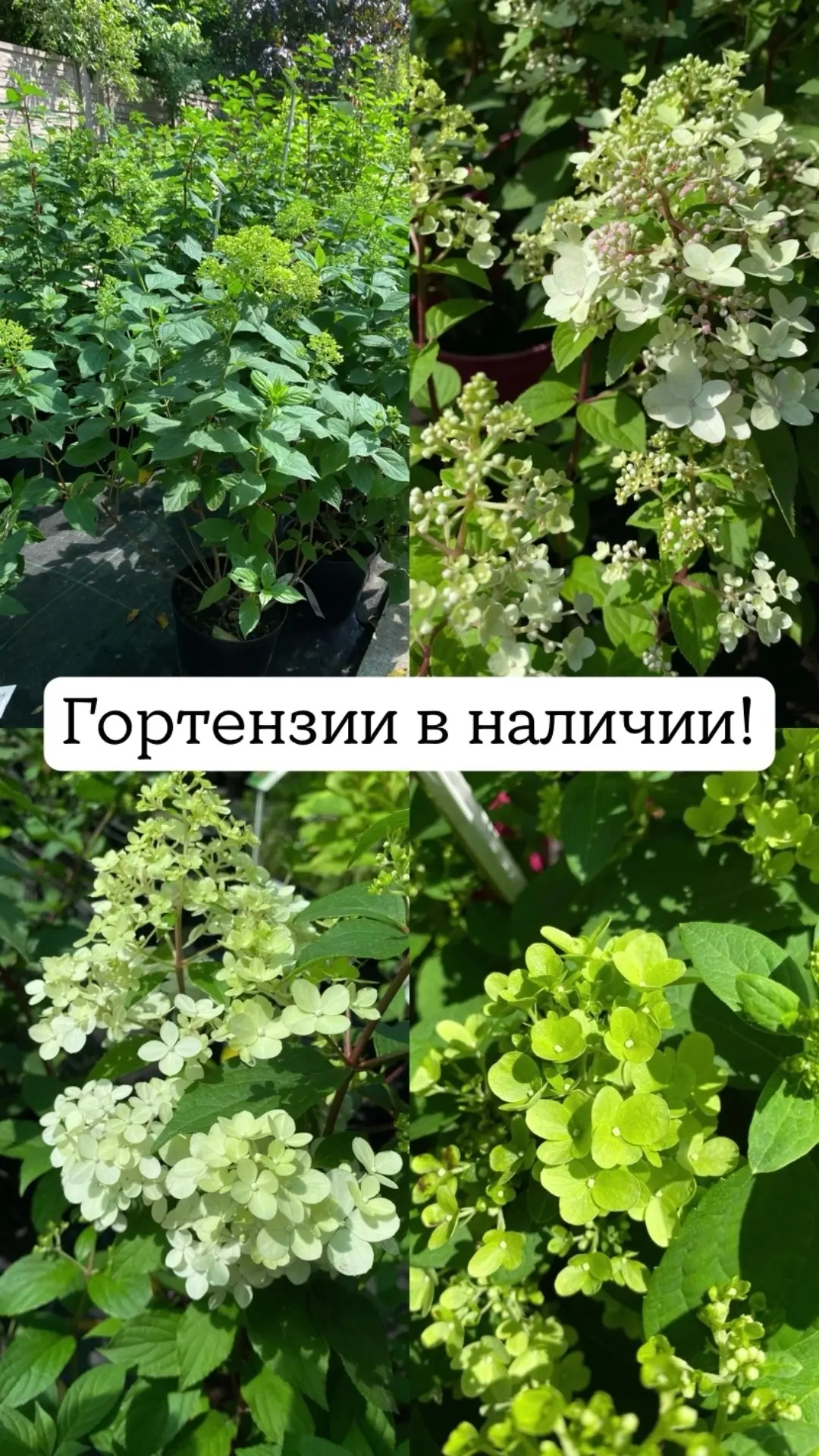 Пышные соцветия, нежные оттенки и невероятная декоративность — вот за что садоводы так любят гортенз