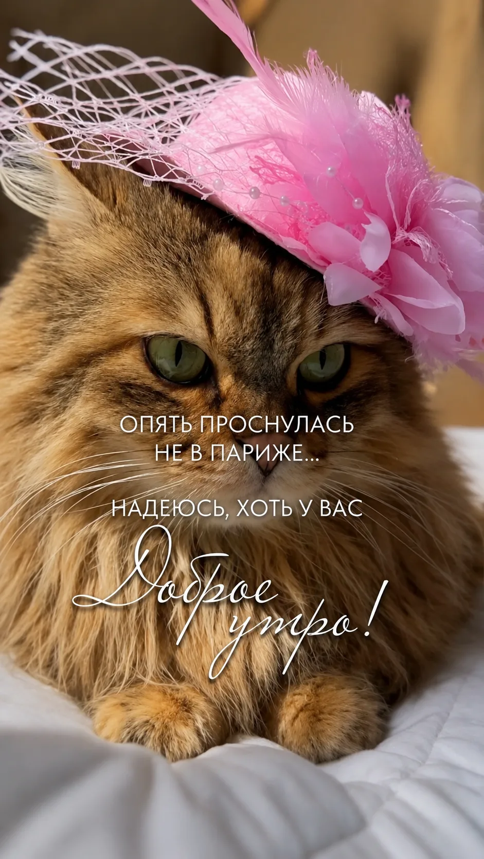📢 Внимание!