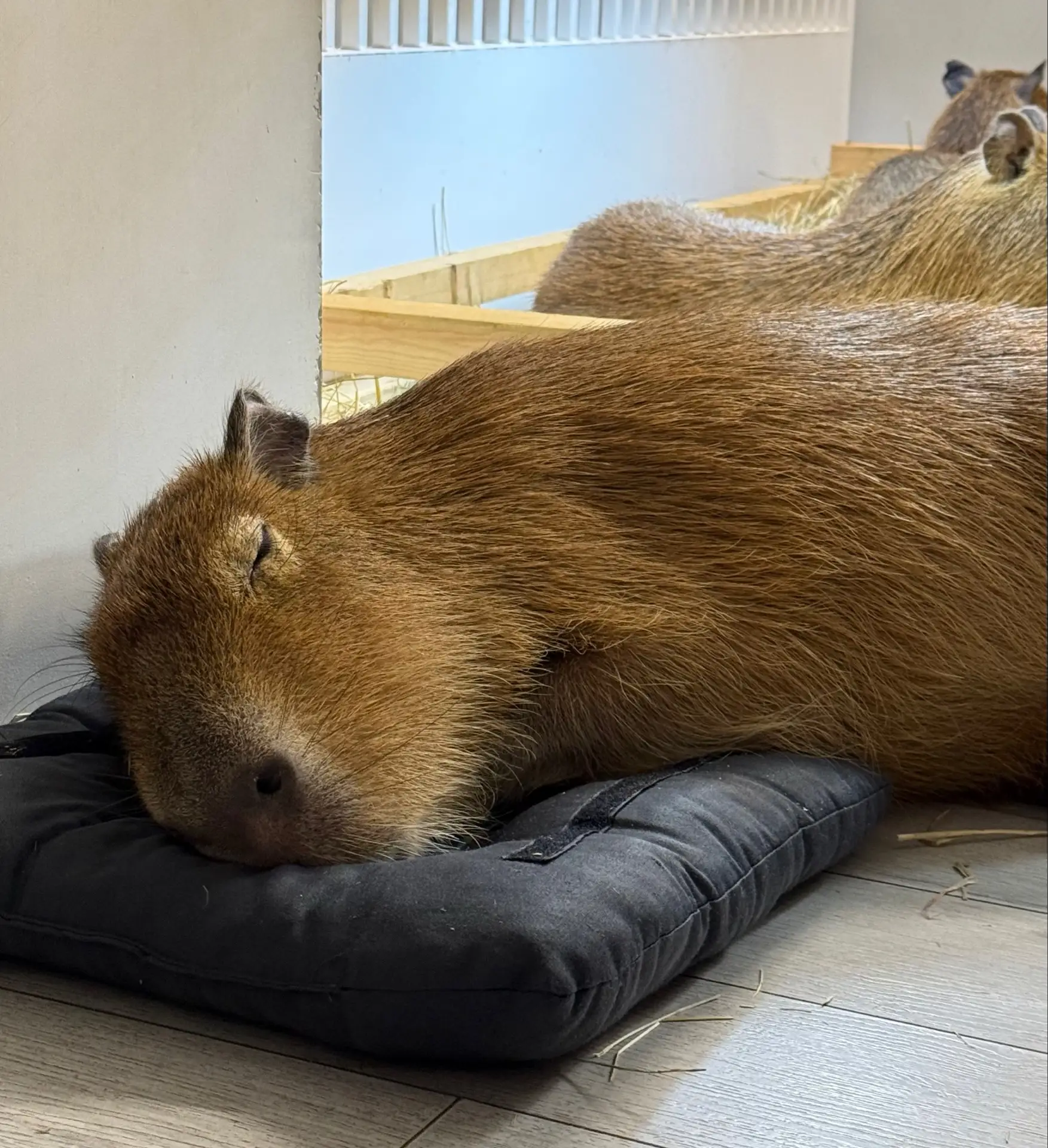 Кажется, кто-то уже закончил свой рабочий день 🦦💤