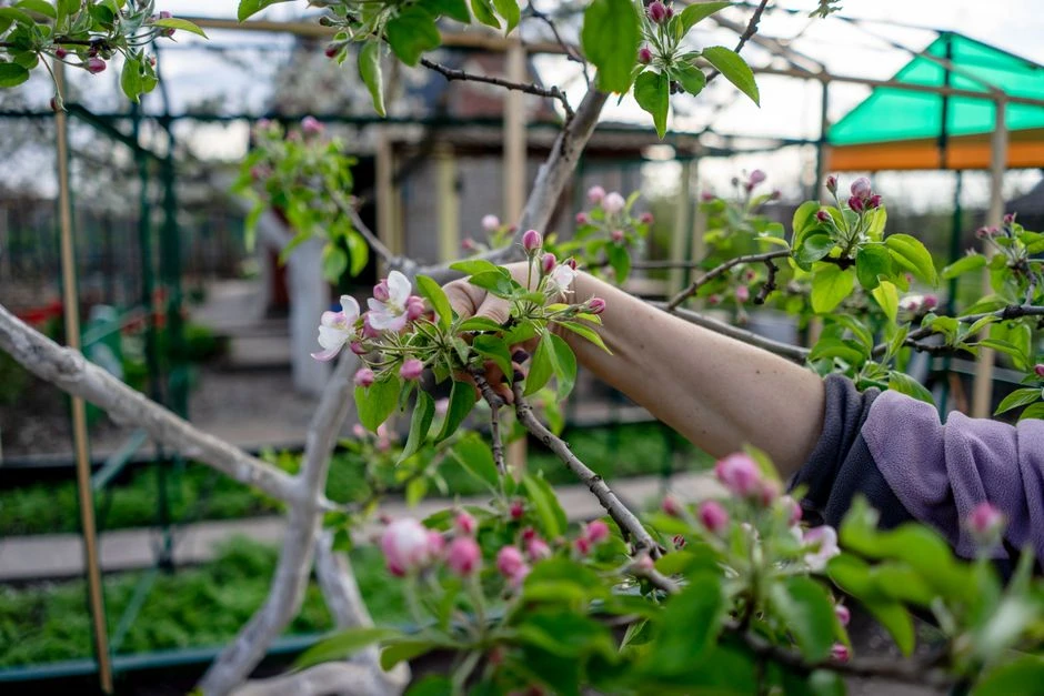 🌳 Как омолодить старую яблоню: 3 шага к крупным плодам