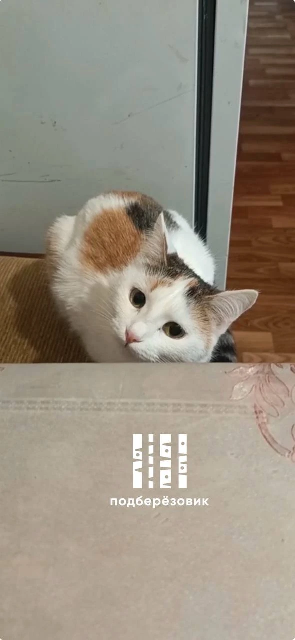 🐾 Кошку по кличке Утка разыскивают в Новоберезовском