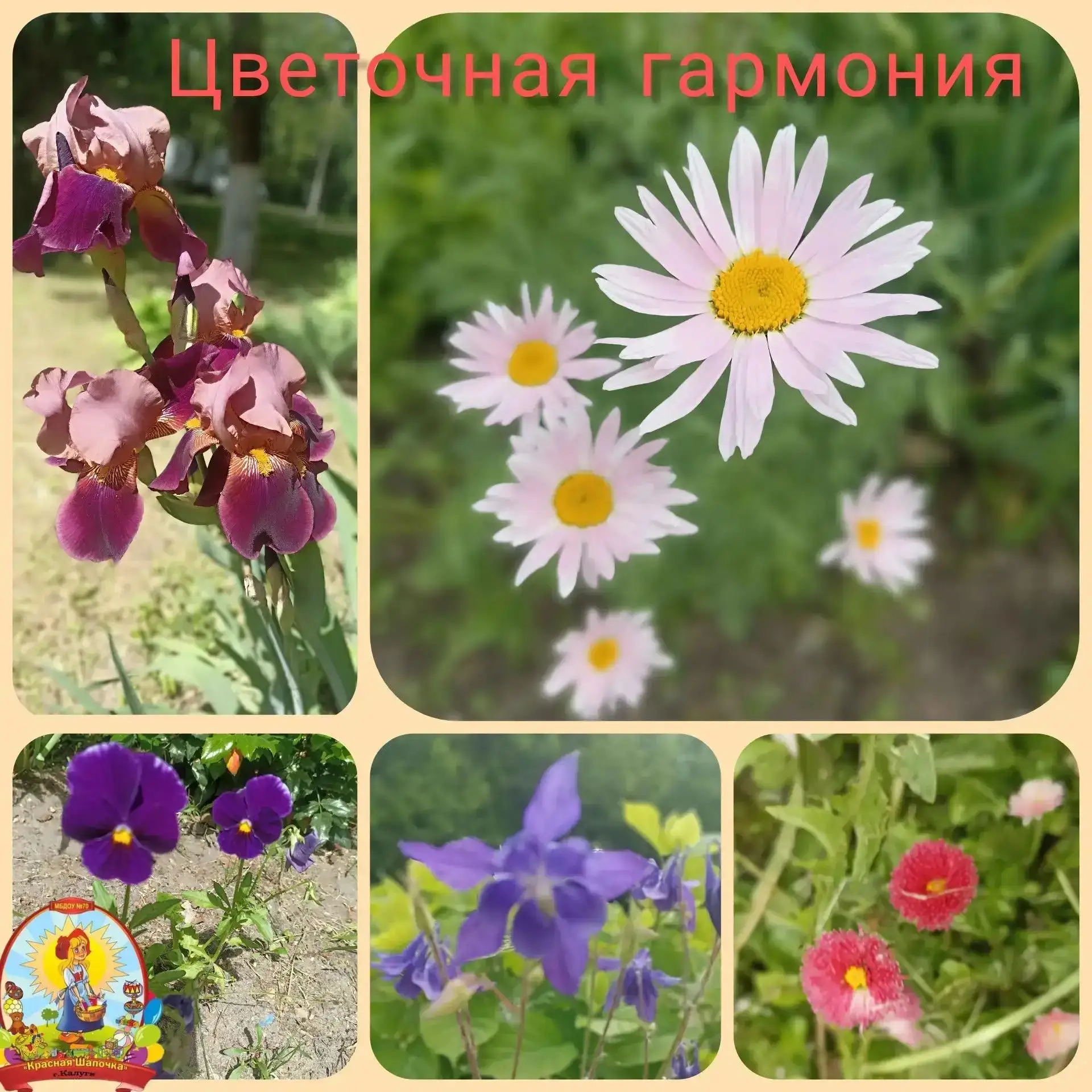 ☀Раз, два, три, четыре, пять —
Цветочки будем собирать.
Колокольчик и ромашка,
Рядом — розовая кашка