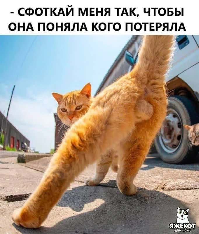 🐾 ЯЖЕКОТ
