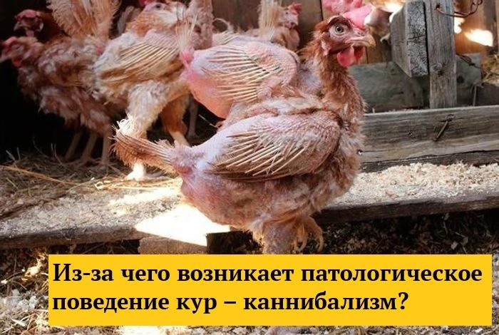Каннибализм (расклёв) – такое состояние птиц, когда они расклевывают друг у друга различные участки 