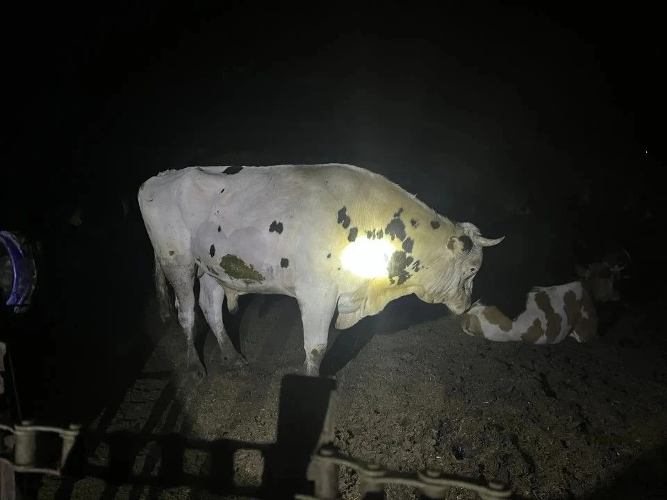 🐮В Адамовском районе рабочего животноводческой базы забодал бык  #Про_Происшествия  О происшествии с