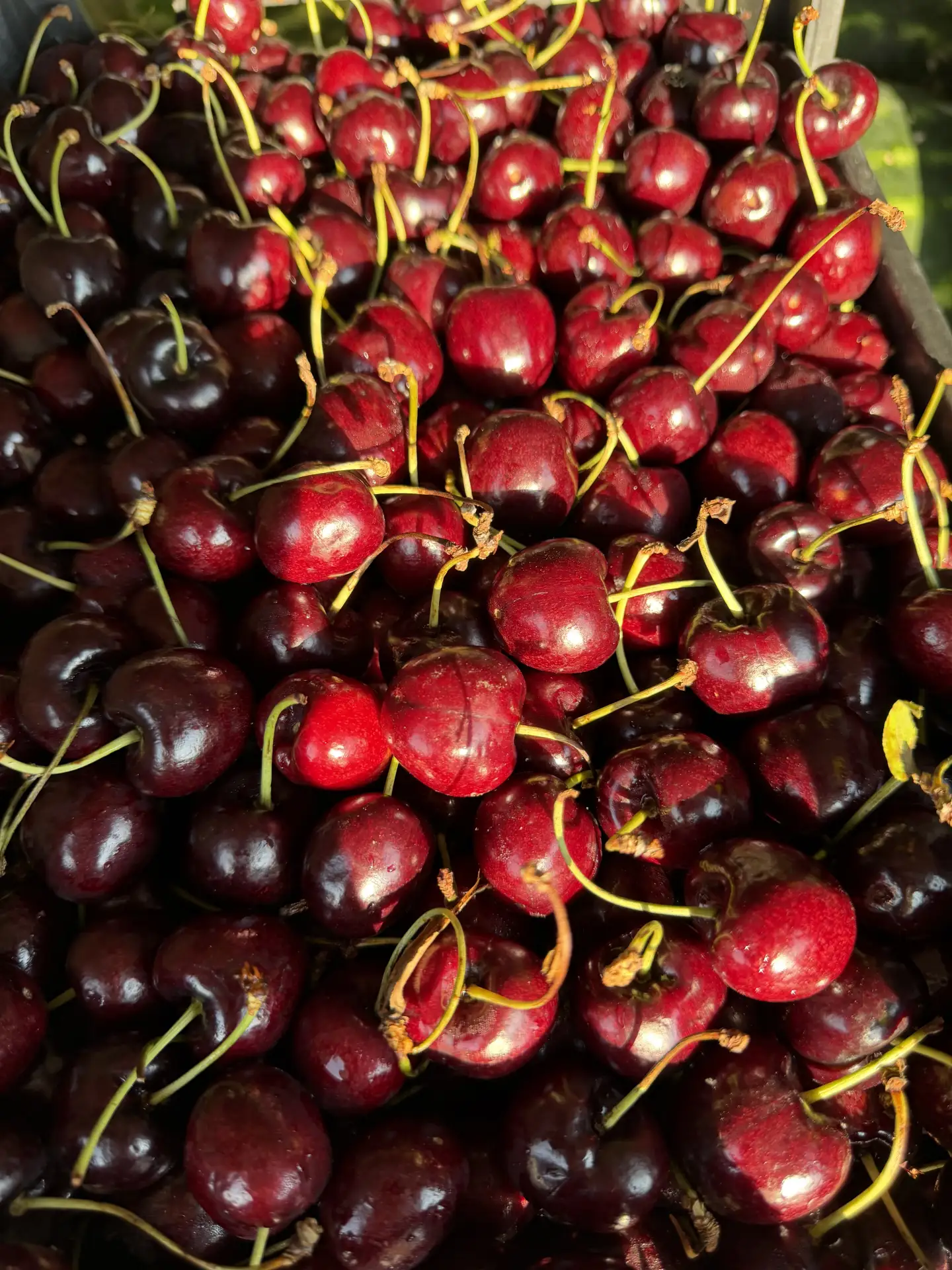 🍒 Свежее поступление фруктов и ягод 🍓