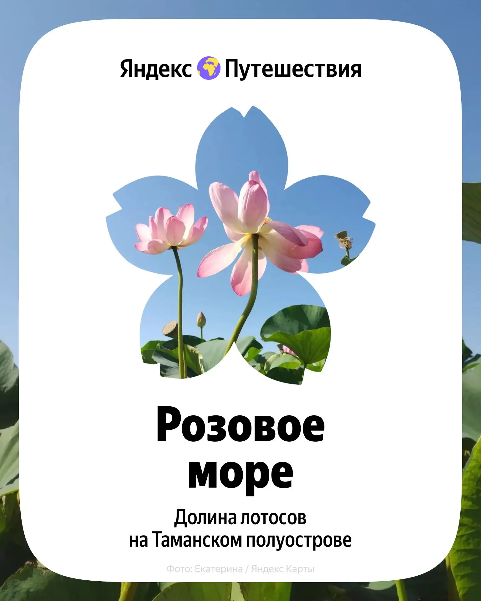 Плантация лотосов для ваших фото 🌸