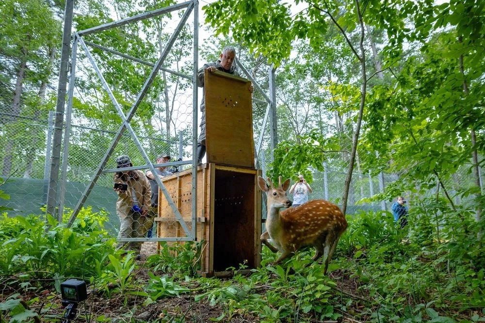 🐯 В Приморье достраивают уникальный центр для спасения диких животных