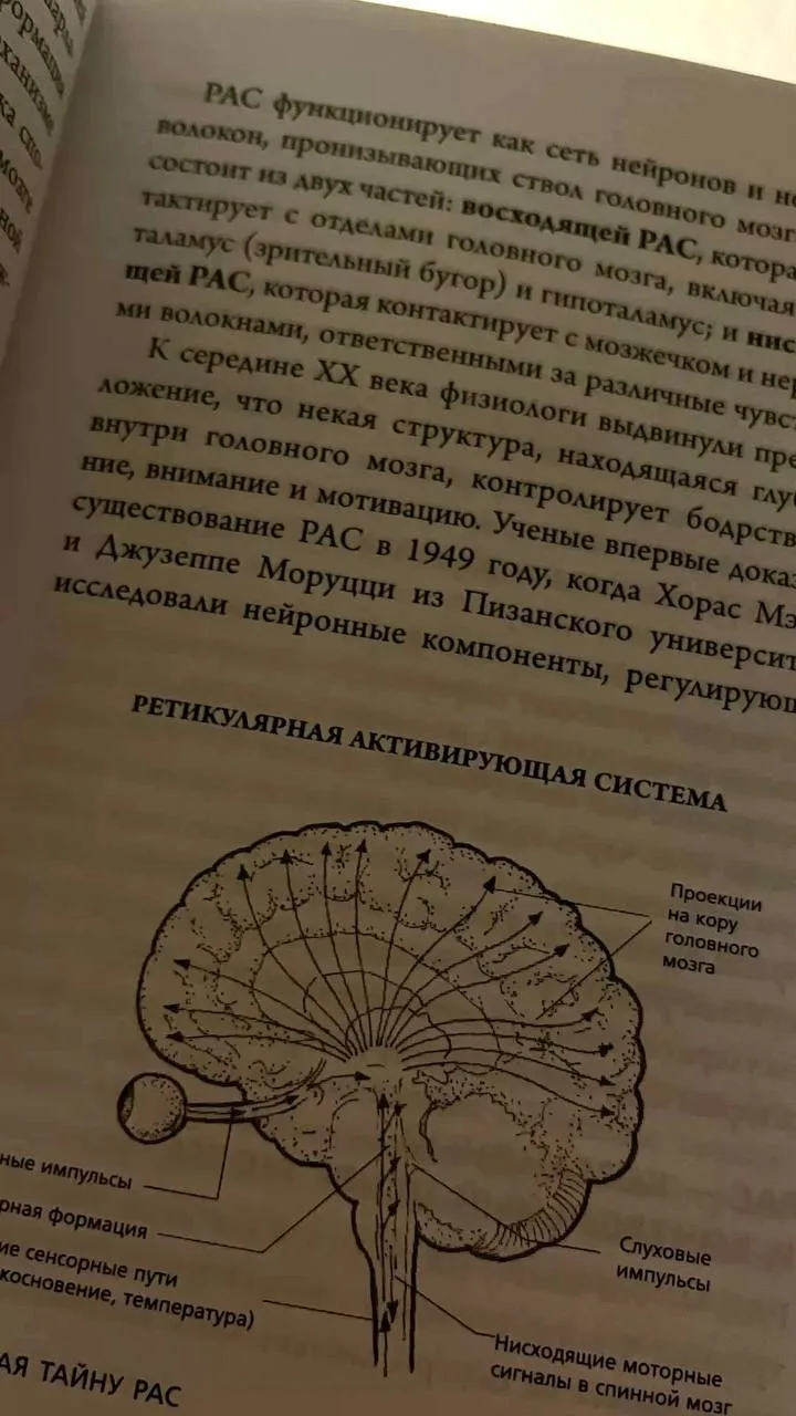 💫Что скрывает слово «мозг»?