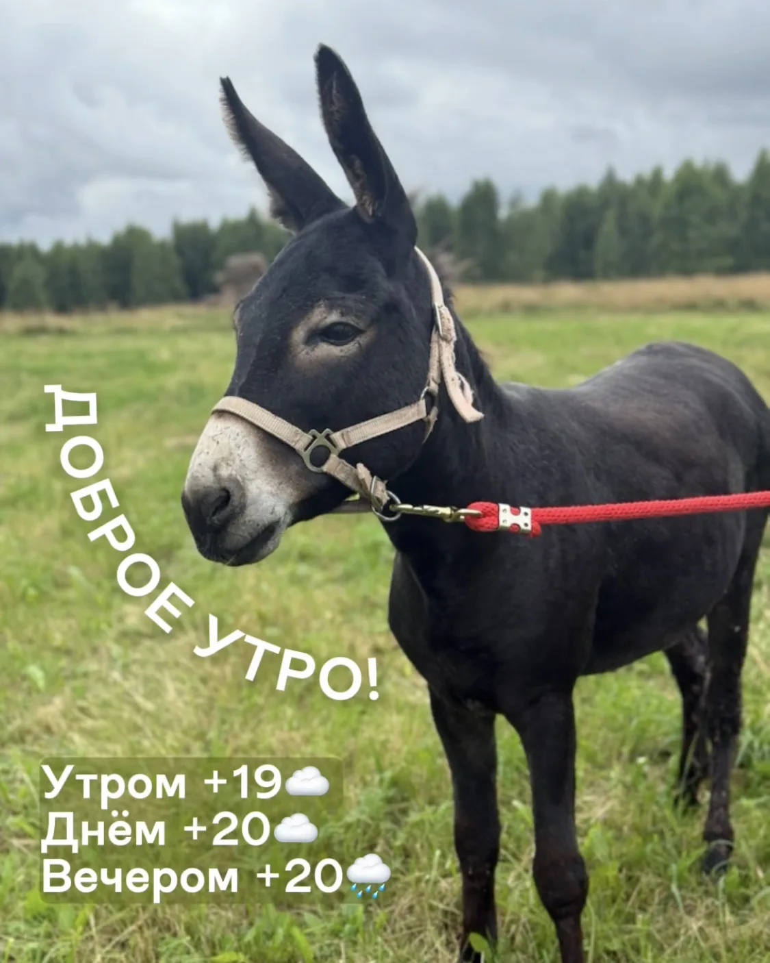 Доброе утро! Гидромет Шихово!

30 июля, парк открыт для вас с 10 до 19, работают все локации.

Утром