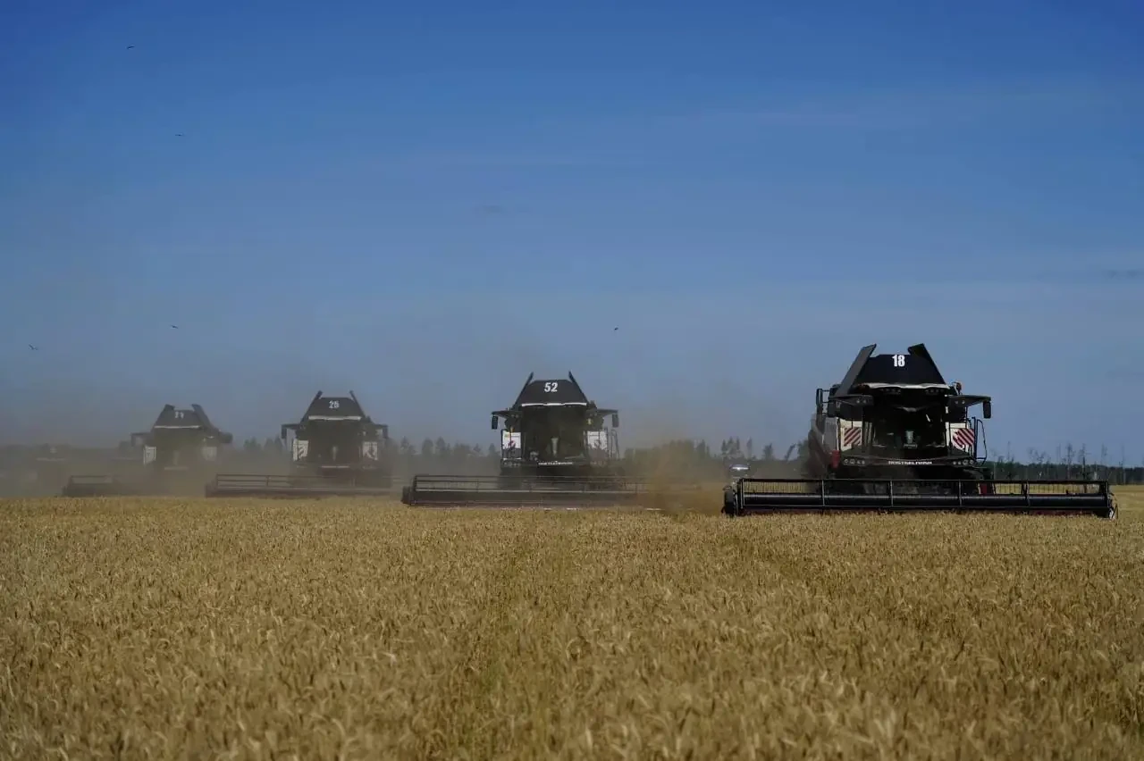 Мокрое зерно и сюрприз в бюллетене 🌾