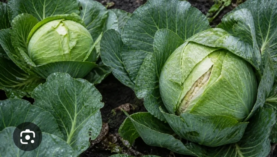 🥬 ПОЧЕМУ КАПУСТА ТРЕСКАЕТСЯ ПРЯМО НА ГРЯДКЕ