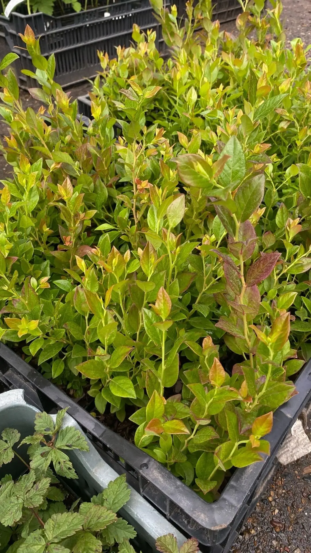 Пополнение ассортимента саженцев ЗКС (в горшках)🌱