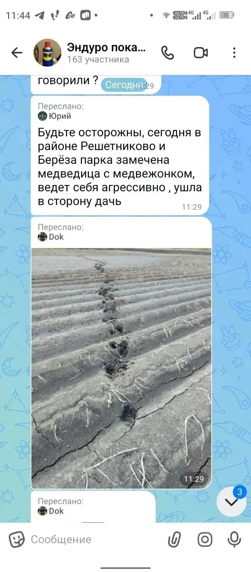 🐻 Информация о медведях в районе Решетникова не подтвердилась